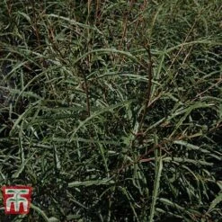 Rhamnus Frangula 'Asplenifolia' -Garden Glory Sales FRAN T66222 C