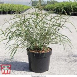 Rhamnus Frangula 'Asplenifolia' -Garden Glory Sales FRAN T66222 D