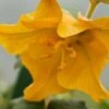 Fremontodendron Californicum -Garden Glory Sales FREMONTODENDRON CALIFORNIA GLORY 9567
