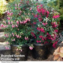 Fuchsia Whip Trio 9 Fuchsia Whip Trio -Garden Glory Sales FUCH WHIPCOLL T41434