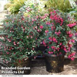 Fuchsia Whip Trio 10 Fuchsia Whip Trio -Garden Glory Sales FUCH WHIPCOLL T41436