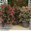 Fuchsia Whip Trio -Garden Glory Sales FUCH WHIPTRIO T44432