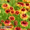 Gaillardia Aristata Giant Hybrids -Garden Glory Sales GAIL 64150 A