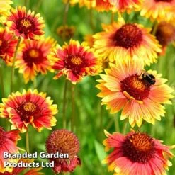 Gaillardia Aristata Giant Hybrids -Garden Glory Sales GAIL 64150 B