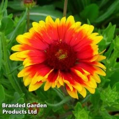 Gaillardia Aristata Giant Hybrids -Garden Glory Sales GAIL 64150 C