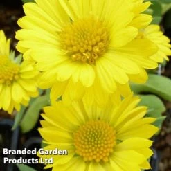 Gaillardia Aristata Mesa Yellow -Garden Glory Sales GAIL 64156 C