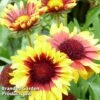 Gaillardia 'Torchlight' 1 Gaillardia 'Torchlight' -Garden Glory Sales GAILLARDI TORCHLIGHT