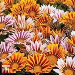 Garden Ready Bedding Collection -Garden Glory Sales GARD KB3128 C