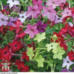 Garden Ready Bedding Collection -Garden Glory Sales GARD KB3128 E