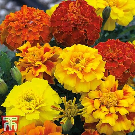 Garden Ready Bumper Collection 4 Garden Ready Bumper Collection - Image 2