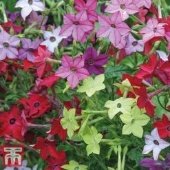 Garden Ready Bumper Collection 15 Garden Ready Bumper Collection -Garden Glory Sales GARD KB3132 D