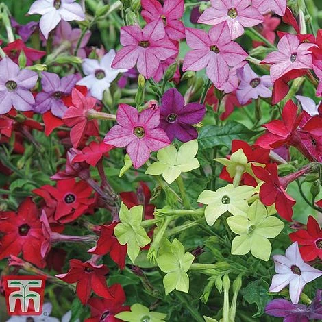 Garden Ready Bumper Collection 5 Garden Ready Bumper Collection - Image 3