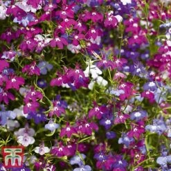 Garden Ready Bumper Collection 17 Garden Ready Bumper Collection -Garden Glory Sales GARD KB3132 F