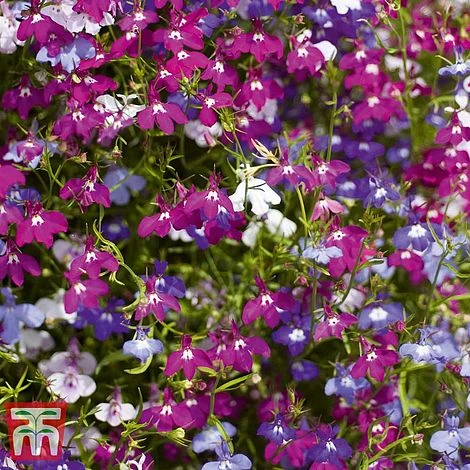 Garden Ready Bumper Collection 7 Garden Ready Bumper Collection - Image 5