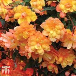 Garden Ready Bumper Collection 18 Garden Ready Bumper Collection -Garden Glory Sales GARD KB3132 G