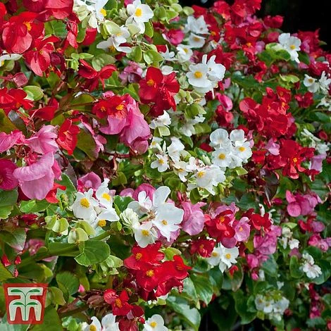 Garden Ready Bumper Collection 9 Garden Ready Bumper Collection - Image 7