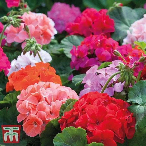 Garden Ready Bumper Collection 11 Garden Ready Bumper Collection - Image 9