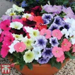 Garden Ready Bumper Collection 22 Garden Ready Bumper Collection -Garden Glory Sales GARD KB3132 K