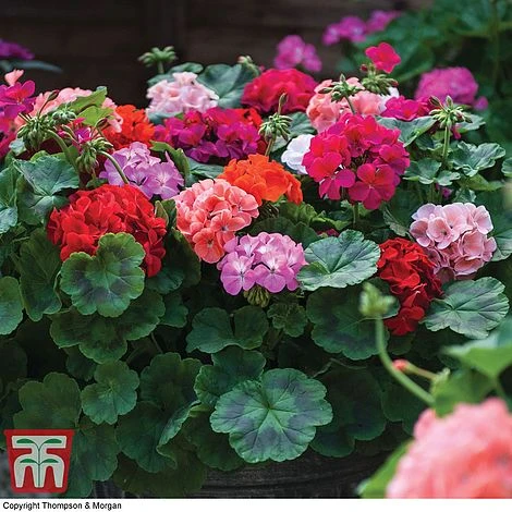 Garden Ready Container Collection 5 Garden Ready Container Collection - Image 3