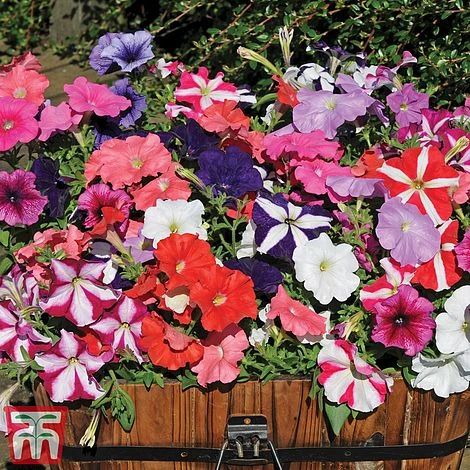 Garden Ready Container Collection 6 Garden Ready Container Collection - Image 4