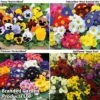 Garden Ready Autumn Collection -Garden Glory Sales GARD READYAUTUMN1