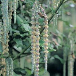 Garrya Elliptica -Garden Glory Sales GARR T44294 A h