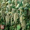 Garrya Elliptica -Garden Glory Sales GARR T44294 B