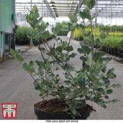 Garrya Elliptica -Garden Glory Sales GARR T44294 E