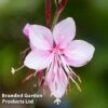 Gaura Lindheimeri Siskiyou Pink -Garden Glory Sales GAUR KA5343 A