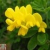Genista 'Porlock' -Garden Glory Sales GENI TKA0781 A