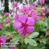 Geranium Macrorrhizum Ingwersen's Variety -Garden Glory Sales GERA 64174 A