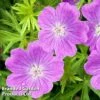 Geranium Sanguineum Vision Violet -Garden Glory Sales GERA 64188 A
