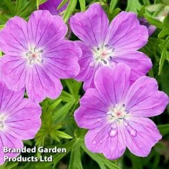 Geranium Sanguineum Vision Violet -Garden Glory Sales GERA 64188 B