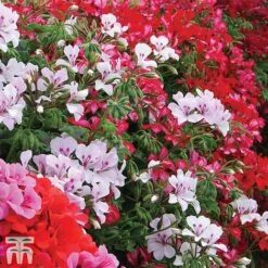 Geranium 'GeRainbow&trade; Mixed' -Garden Glory Sales GERA 91853 C