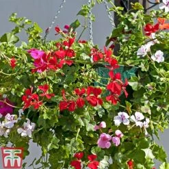 Geranium 'GeRainbow&trade; Mixed' -Garden Glory Sales GERA 91853 D