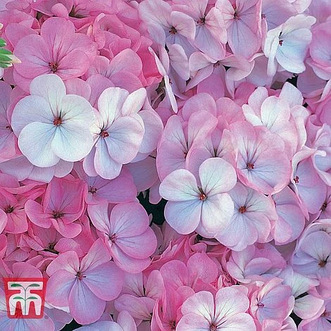 Geranium 'Horizon F1 Appleblossom' 4 Geranium 'Horizon F1 Appleblossom' - Image 2