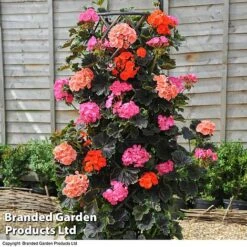 Geranium 'Tall Dark & Handsome' Mixed Collection -Garden Glory Sales GERA KC8296 B