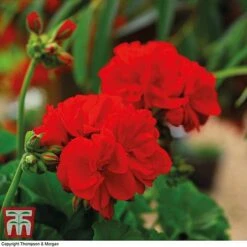 Garden Glory Sales -Garden Glory Sales GERA P92143A B