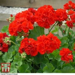 Geranium 'Power Red' -Garden Glory Sales GERA P92143A C