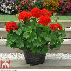 Geranium 'Power Red' -Garden Glory Sales GERA P92143A D
