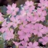 Geranium Oxonianum 'Claridge Druce' -Garden Glory Sales GERA T64176 A h