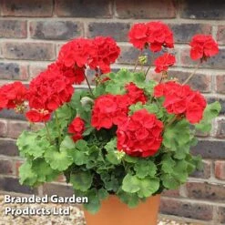 Geranium 'Grandeur Power Red' -Garden Glory Sales GERA T79122 A