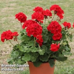 Geranium 'Grandeur Power Red' -Garden Glory Sales GERA T79122 B