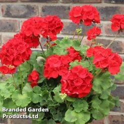 Garden Glory Sales -Garden Glory Sales GERA T79122 D