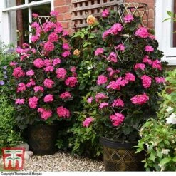 Geranium 'Tall Dark & Handsome Hot Pink'