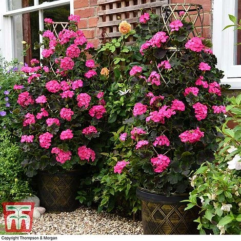 Geranium 'Tall Dark & Handsome Hot Pink' 3 Geranium 'Tall Dark & Handsome Hot Pink'