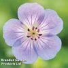 Geranium 'Azure Rush' -Garden Glory Sales GERA AZURERUSH S50256