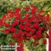 Geranium 'Grandeur Power Red' -Garden Glory Sales GERA GERAINRED S34780