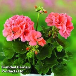 Geranium Giants Collection -Garden Glory Sales GERA GRCLSALMO S04734