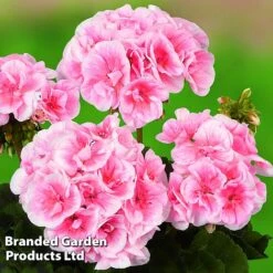 Geranium Giants Collection -Garden Glory Sales GERA GRCLSALMP S30743